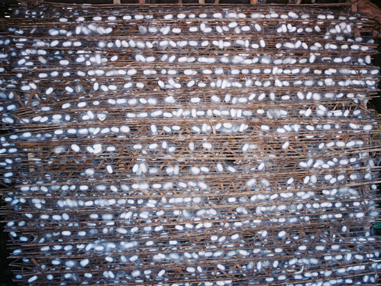 silk production vietnam